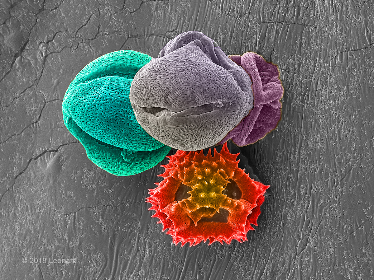 Cluster of pollen (one with a face)