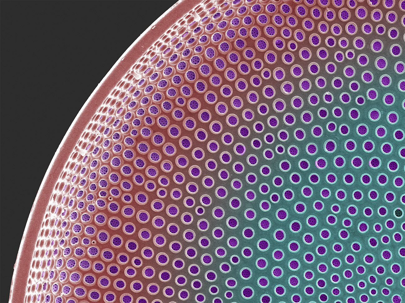 Colorful centric diatom