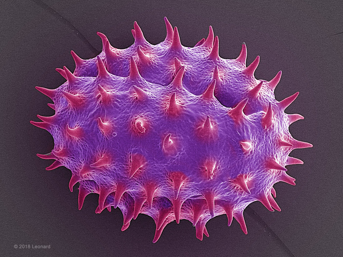 Brooklyn Pollen Spore