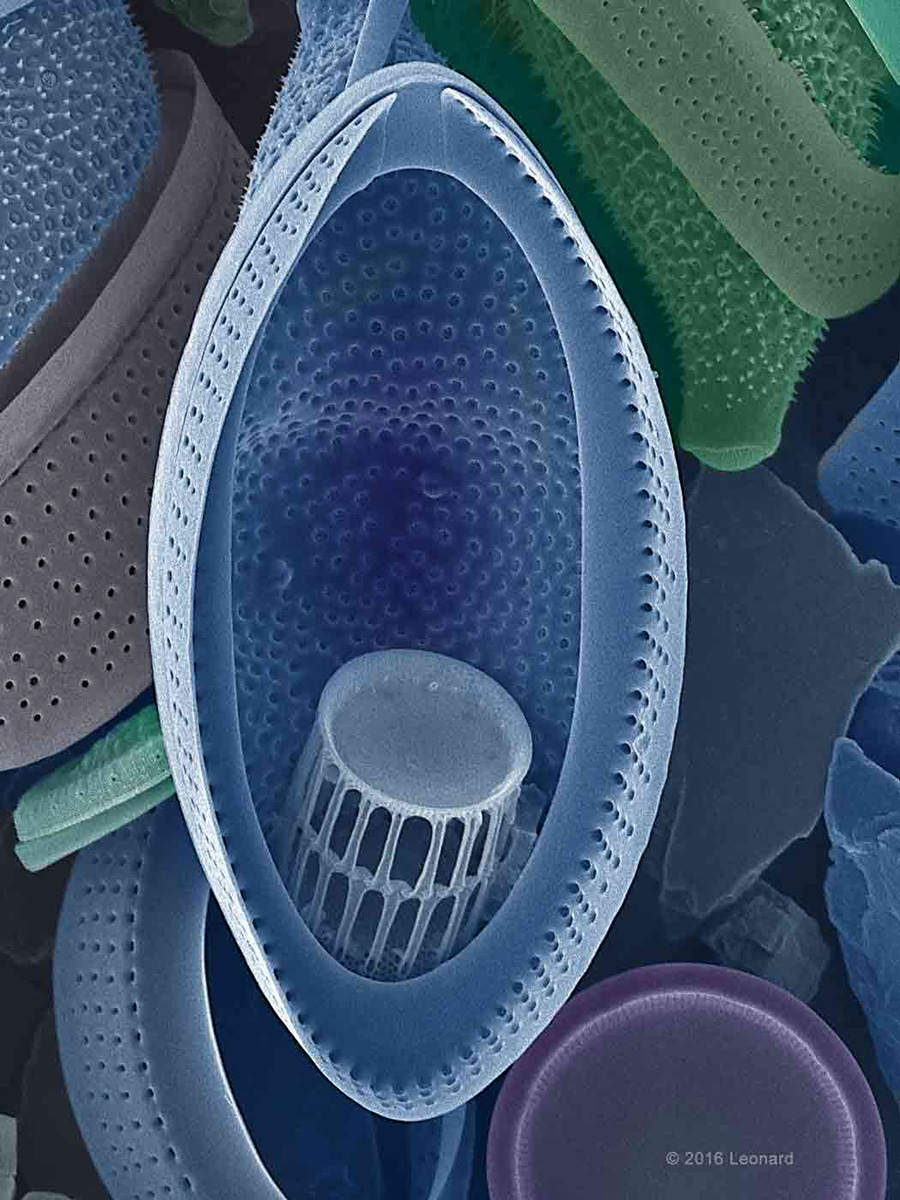 Hudson River Diatoms, diatoms