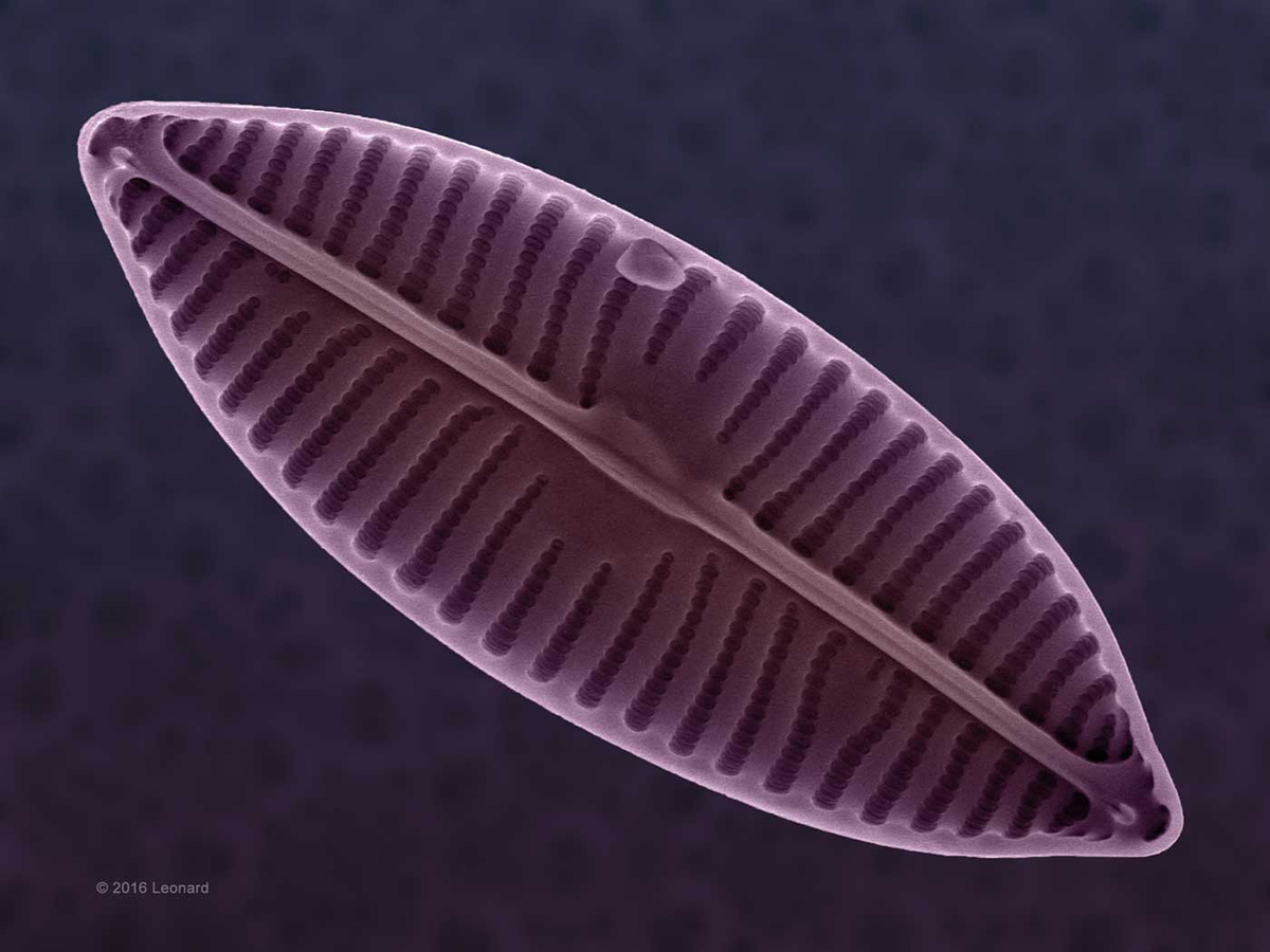 Hudson River Diatoms