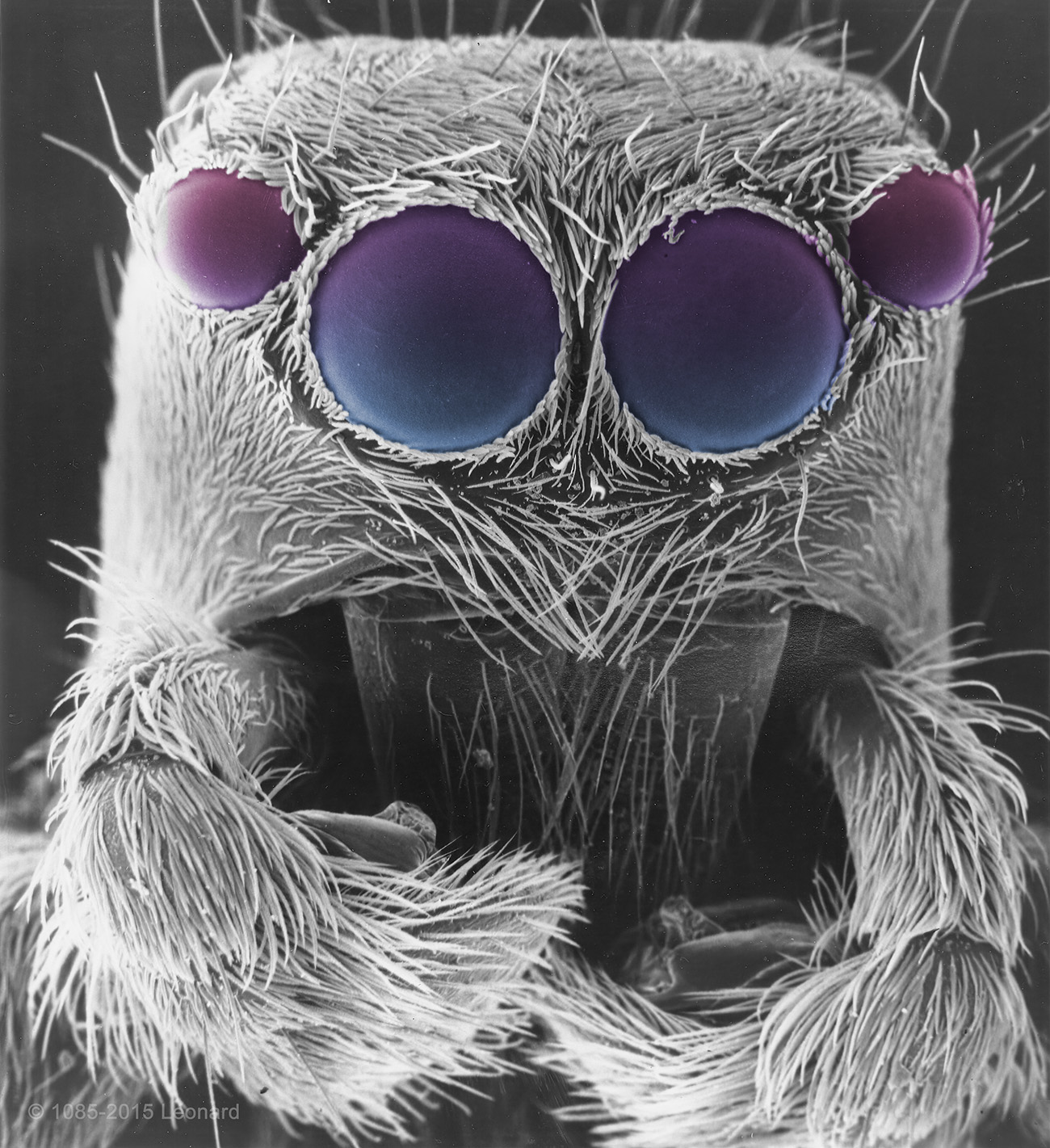 Jumping spider with eyes colored purple