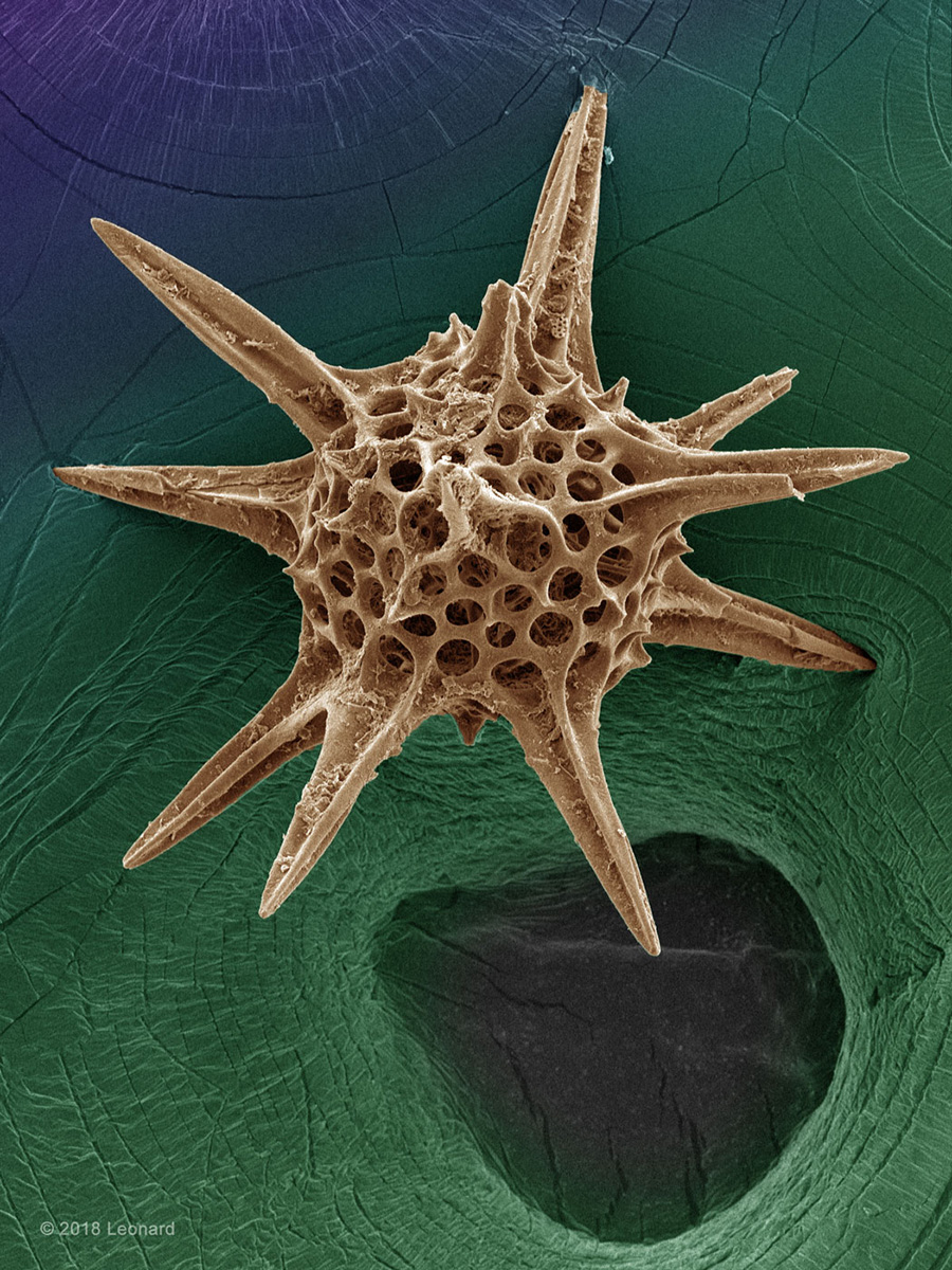 Radiolarian, Zooplankton