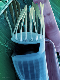 Hudson River Diatoms