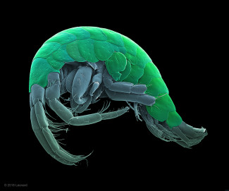 Amphipod  -  Like a microscopic Shrimp