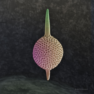 Radiolarian