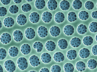 Detail of Hudson River Diatom