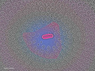 Hudson River Diatom Pattern Detail