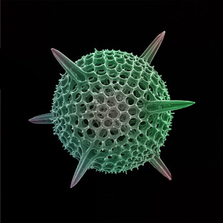 Radiolarian (Rads_0816_02)