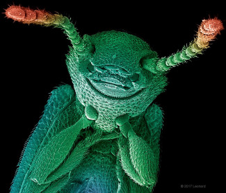 Merchant Grain Beetle