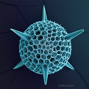 Radiolarian, Zooplankton