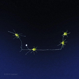 Chain of Neurons