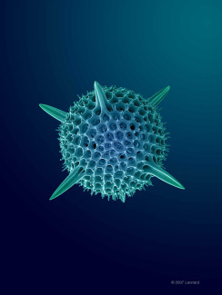 Radiolarian, Zooplankton