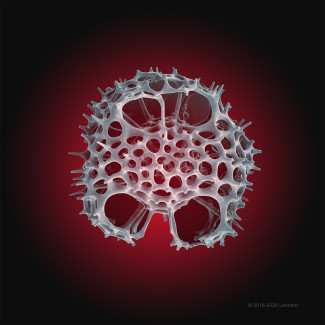 Radiolarian, Zooplankton