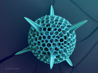 Radiolarian, Hexacontium, rads_0510_22