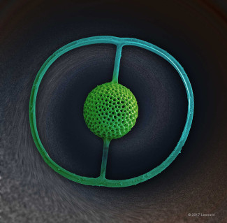 Radiolarian Saturnalis