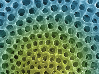 Radiolarian, Zooplankton