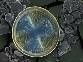 Hudson River Diatom